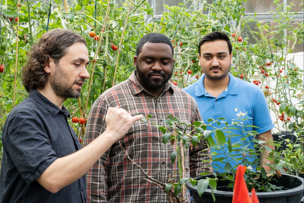 Researchers looking at tomato plants