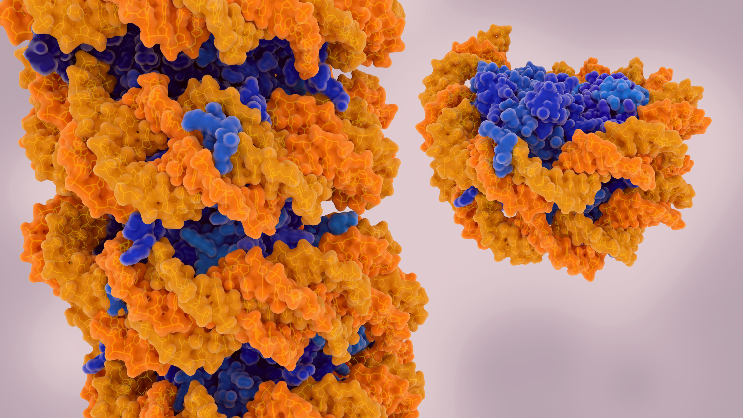 nucleosome of a chromatin.