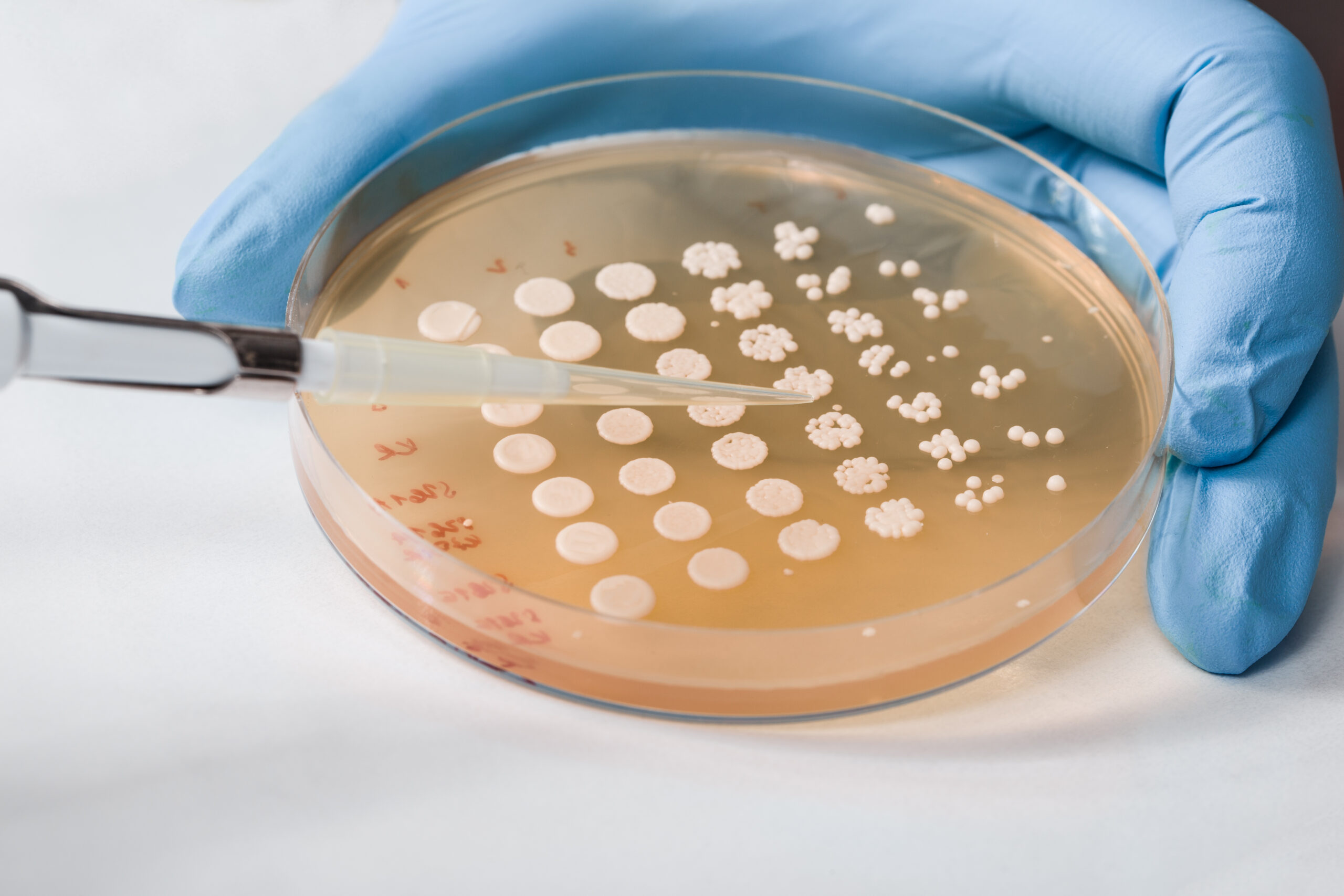 Side view of yeast inoculation performed by scientist, blue glove visible